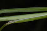 Oklahoma sedge